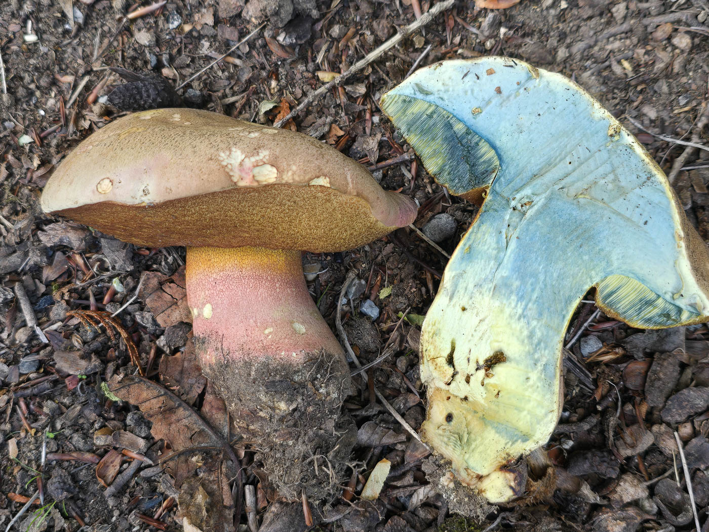 Photo © Jesper Launder Rubroboletus legaliae by Jesper Launder